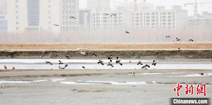 初春新疆塔里木河源头候鸟成群