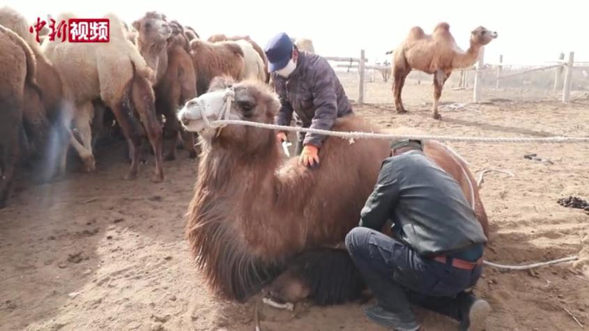 新疆南部：两千余峰骆驼迎来春日“换装秀”