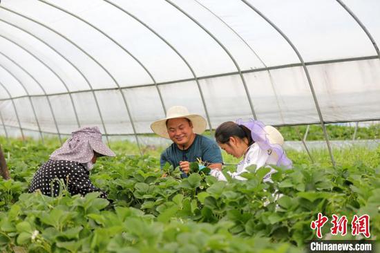 2022年，贵州省六盘水山海园种植农民专业合作社理事长李世瑶（左二）在草莓种植基地。　（受访者供图）