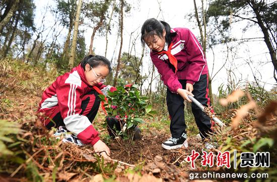 3月11日，贵阳市南明区花果园第三小学的学生正在栽种树苗。