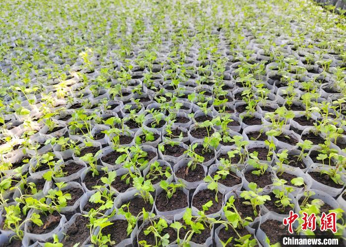 眼下正是新疆北部大棚蔬菜育苗时节。张洁 摄