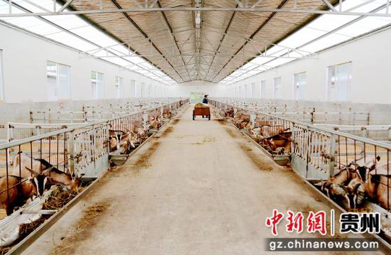 习水黔北麻羊产业链高质量发展