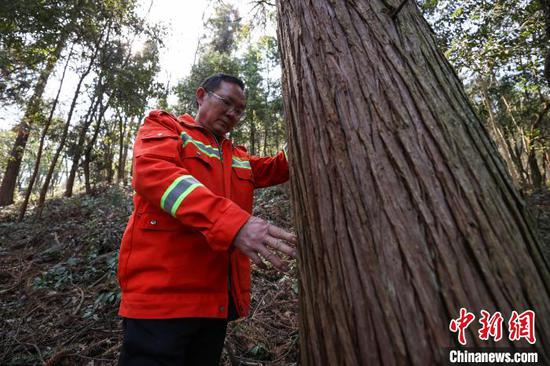 3月11日，陈正华在林场查看树木生长情况。中新网记者 瞿宏伦 摄