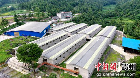 习水县马临街道沔山村富兴牧业黔北麻羊保种场。 罗金 摄 习水县马临街道沔山村富兴牧业黔北麻羊保种场。 罗金 摄