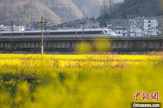 3月11日，“和谐号”动车组从油菜花田驶过。中新网记者 瞿宏伦 摄