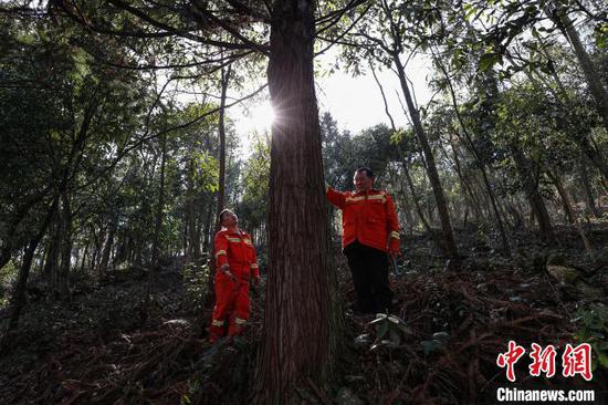 3月11日，陈正华(右)和同伴尤明红在林场查看树木生长情况。中新网记者 瞿宏伦 摄