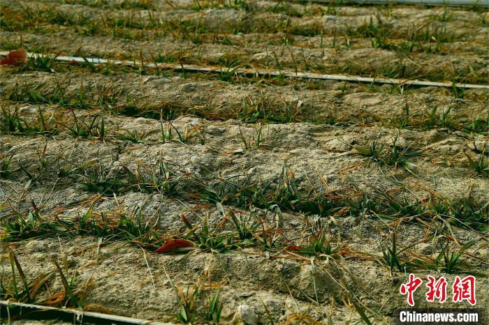 近日，新疆南部多地麦田里一片绿意，冬小麦进入了返青期。张健 摄