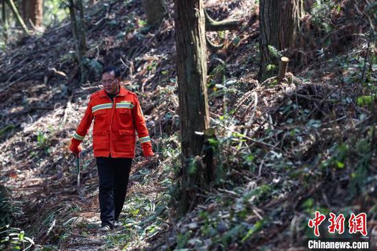 3月11日，陈正华在林场巡护。中新网记者 瞿宏伦 摄