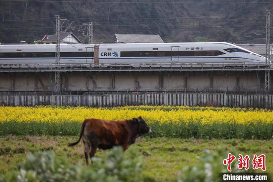3月11日，“和谐号”动车组从油菜花田驶过。中新网记者 瞿宏伦 摄