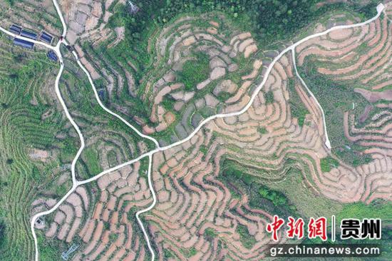 昌明镇猛安村山桐子种植基地 昌明镇猛安村山桐子种植基地