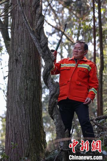 3月11日，陈正华(左)和同伴尤明红在林场清理残枝。　中新网记者 瞿宏伦 摄