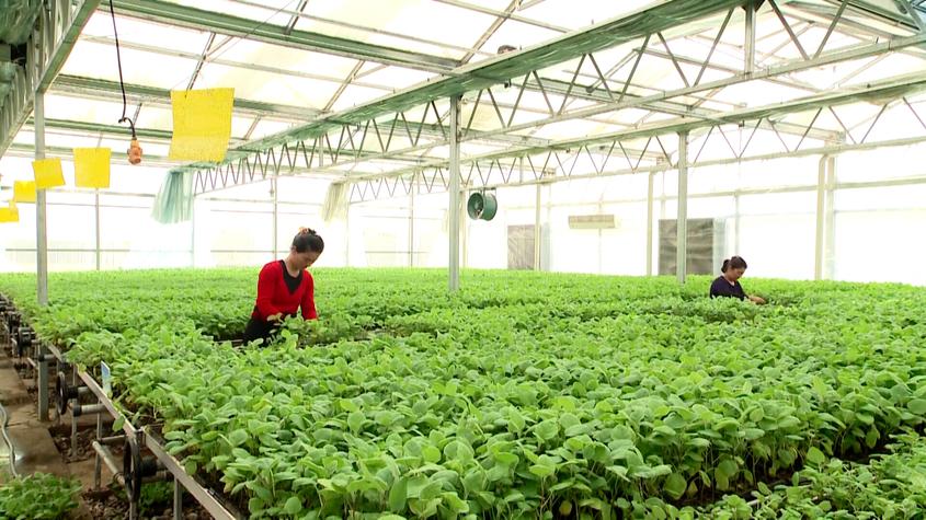 新疆阿克苏地区温室大棚育苗忙 育出产业新希望