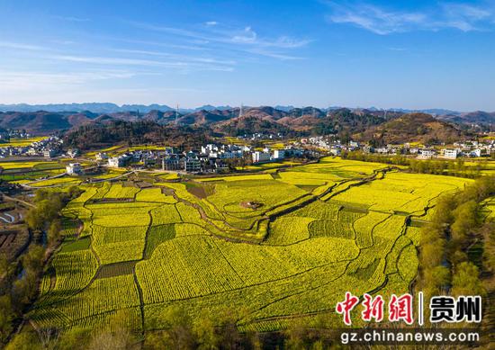 2024年3月11日，贵州省黔西市洪水镇解放村盛开的油菜花。