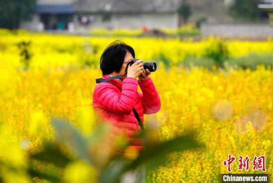 3月12日，游客在七彩油菜花田间拍摄。李珊珊 摄