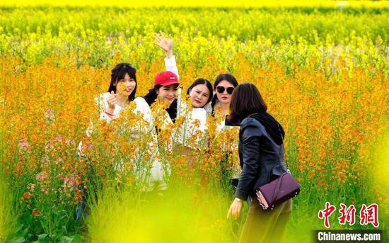 3月12日，游客在七彩油菜花田间游玩、拍照。李珊珊 摄
