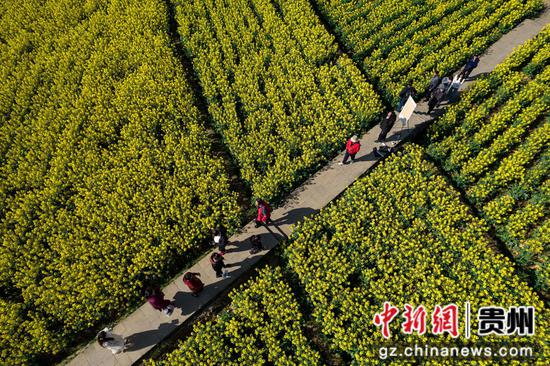 2024年3月11日，游客在贵州省黔西市洪水镇解放村观赏油菜花。