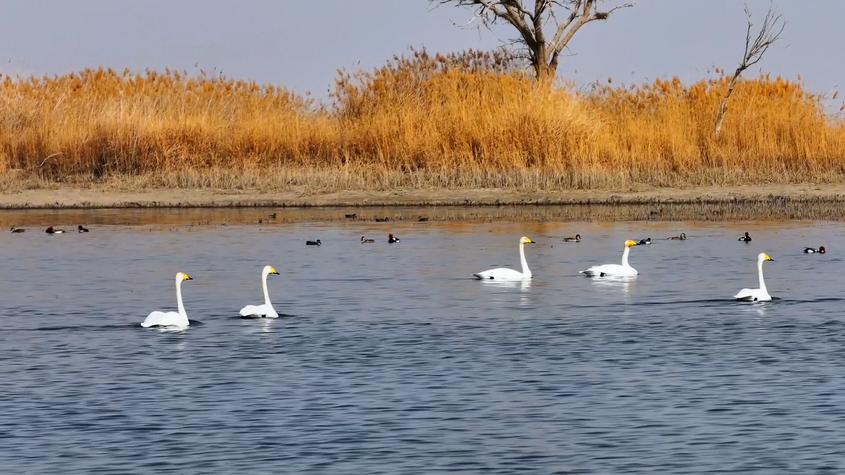 新疆库车：湿地生态好 春来候鸟欢