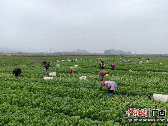 图为工人正在采收白菜苔。陈海婷 摄