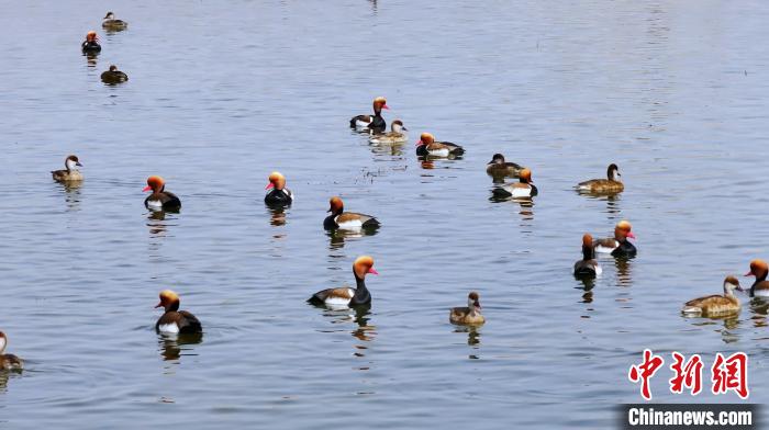 午后，一群鸟儿静静浮在水面上享受“阳光浴”。 杨先桃 摄