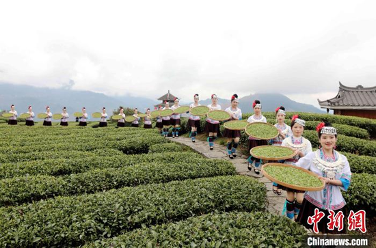 2024年中国三江早春茶大会、广西柳州三江茶文化活动举行