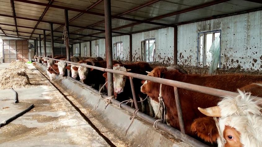 新疆阿克苏地区深入推进春季动物防疫工作