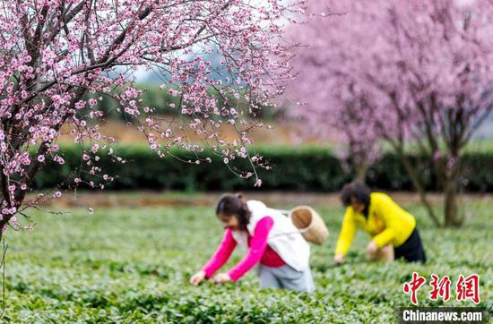 3月16日，茶农和游客在贵州省凤冈县永安镇田坝生态茶园基地采摘春茶。范晖 摄