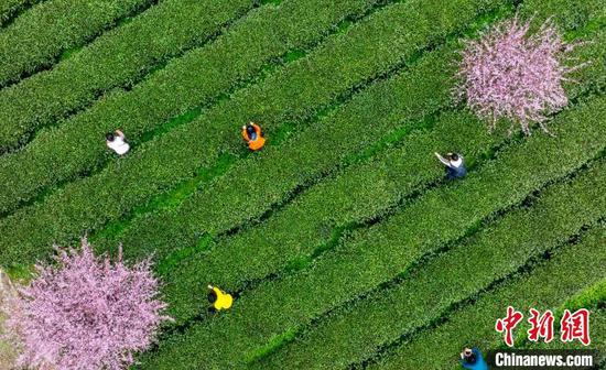 3月16日，航拍茶农和游客在贵州省凤冈县永安镇田坝生态茶园基地采摘春茶。范晖 摄