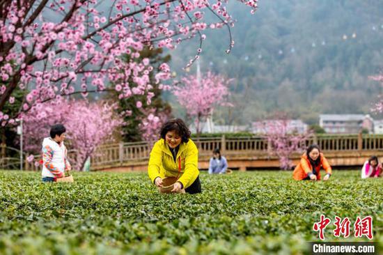3月16日，茶农和游客在贵州省凤冈县永安镇田坝生态茶园基地采摘春茶。范晖 摄