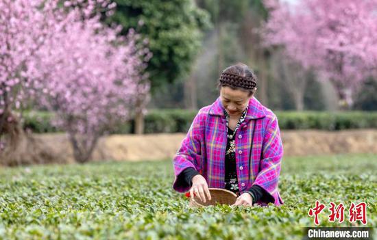 3月16日，游客在贵州省凤冈县永安镇田坝生态茶园基地体验采摘春茶。范晖 摄