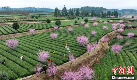 3月16日，航拍茶农和游客在贵州省凤冈县永安镇田坝生态茶园基地采摘春茶。范晖 摄