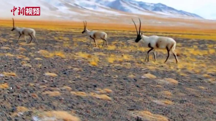 新疆阿尔金山国家级自然保护区：野生动物“组团”游玩