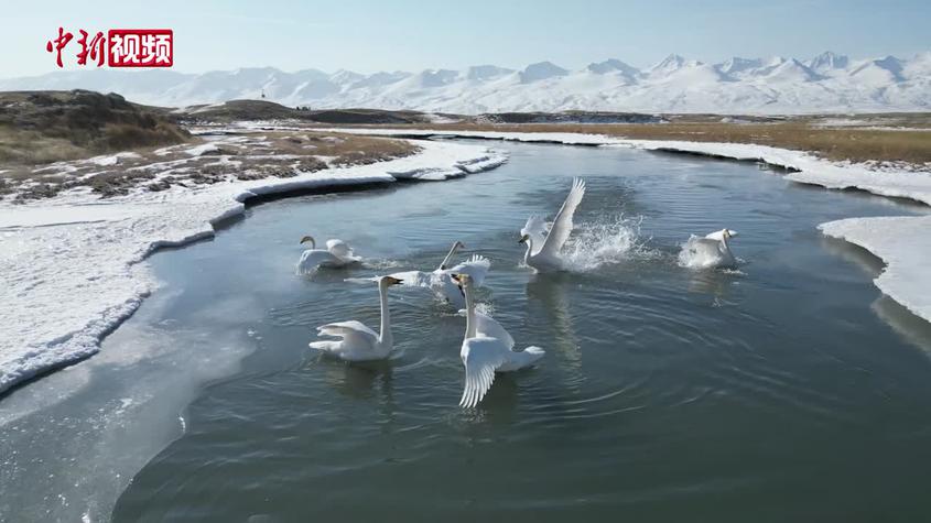 新疆巴音布鲁克草原迎来今年首批迁徙回归野生天鹅