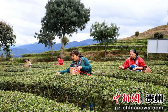 村民在贵州省道真自治县河口镇幸民村茶叶种植基地采摘春茶。