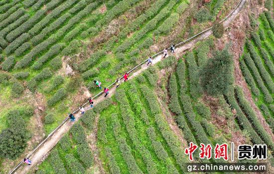 村民前往贵州省道真自治县河口镇幸民村茶叶种植基地采摘春茶（无人机照片）。