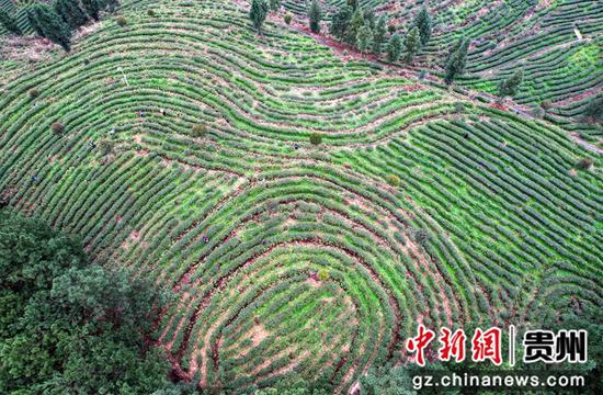 村民在贵州省道真自治县河口镇幸民村茶叶种植基地采摘春茶（无人机照片）。