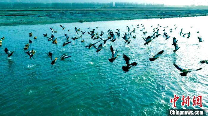 新疆拜城县一湿地迎来大批迁徙候鸟