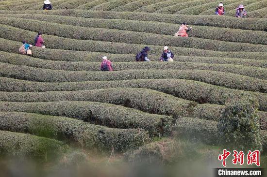 3月19日，茶农在凤冈县何坝街道的茶园采摘春茶。中新网记者 瞿宏伦 摄