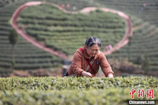 3月19日，茶农在凤冈县何坝街道的茶园采摘春茶。中新网记者 瞿宏伦 摄
