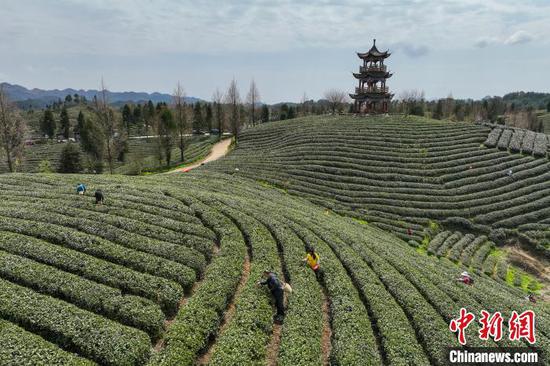 3月19日，航拍凤冈县何坝街道境内的茶园。　中新网记者 瞿宏伦 摄