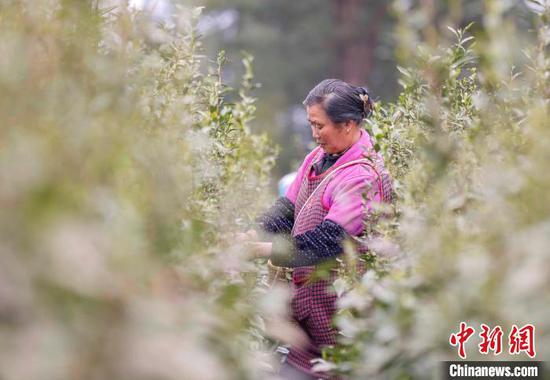 村民在施秉县甘溪乡高碑村采摘春茶。磨桂宾摄