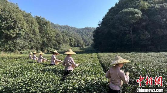杭州湖畔居开采西湖龙井 茶艺大师：市场需