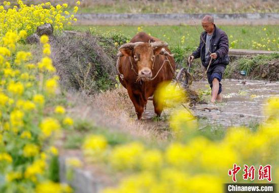 村民在施秉县杨柳塘镇地坝村犁田。磨桂宾摄 村民在施秉县杨柳塘镇地坝村犁田。磨桂宾摄