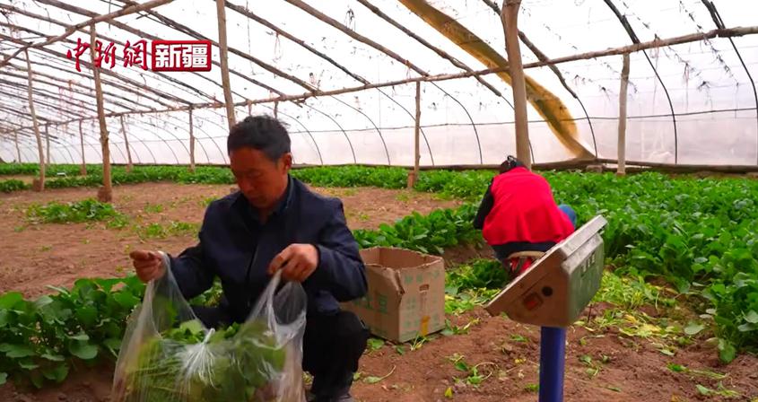 新疆温宿：春耕时节“春收”忙 大棚蔬菜迎丰收