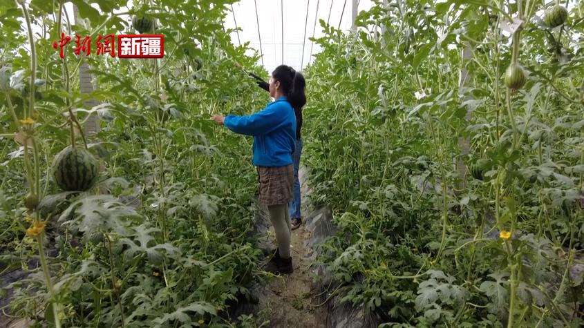 新疆阿克苏：特色果蔬种植促农增收