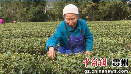 贵州铜仁：春茶抢“鲜”开采 价格上浮茶企加工忙