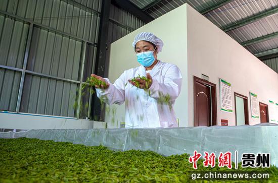 2024年3月21日，贵州省黔西市中坪镇茶叶加工作坊，村民对采收的鲜茶叶进行萎凋处理。