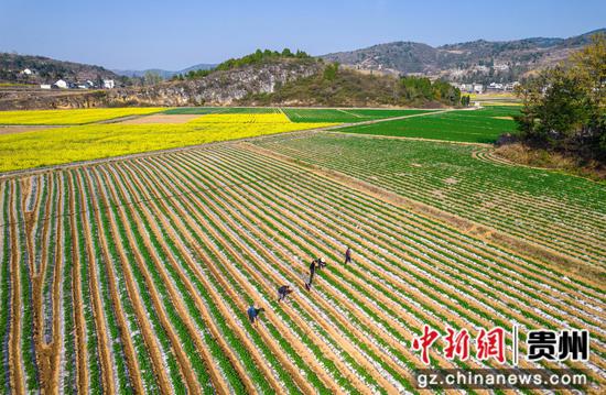 2024年3月21日，村民在贵州省黔西市中坪镇关寨村田间管护土豆苗（无人机照片）。