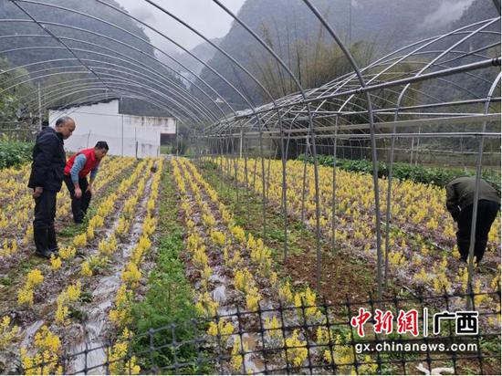 都安仁勇村驻村第一书江海登在中国移动捐建的岩黄连中药材种植基地内查看长势情况。