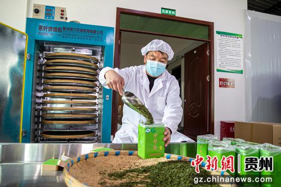 2024年3月21日，贵州省黔西市中坪镇茶叶加工作坊，村民包装手工制作好的茶叶。