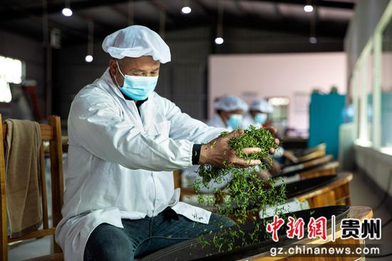 2024年3月21日，贵州省黔西市中坪镇茶叶加工作坊，村民采用传统手工制作茶叶。